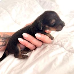 Waylon - Black and cream male Dachshund puppy in Tucson, Arizona from Legacy Canines