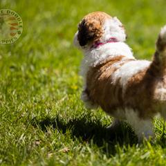 Bernedoodle, Saint Berdoodle, and Sheepadoodle Puppies from Yankee Doodle Puppies