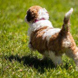 Bernedoodle, Saint Berdoodle, and Sheepadoodle Puppies from Yankee Doodle Puppies