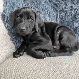 Ruger - Black and rust male Doberman Pinscher puppy in Brookfield, Wisconsin from Haus of Hound