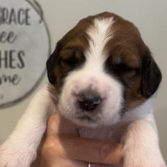 Miss Jane - Brown and white Saint Berdoodle puppy in Placerville, California from Country Manor Saint Berdoodles