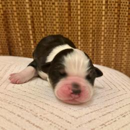 Girl 1: Black Tri - Black tri-color female Australian Shepherd puppy in St. Paul, Oregon from Raybell Ridge Farm