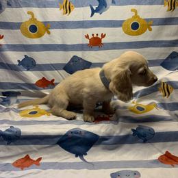 Girl 2 - Cream female Dachshund puppy in Vinton, Iowa from Lerch Family Dachshunds