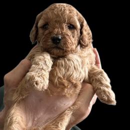 Cockapoo Puppies from Martin's Cockapoos
