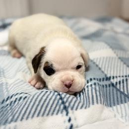 Boy 4 - White male Boxer puppy in Prestonsburg, Kentucky from Bre’s Boxers