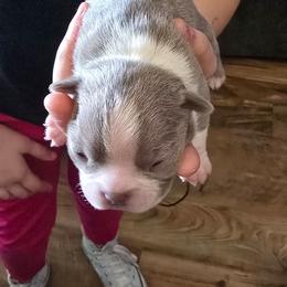 Girl 1 - Lilac female Boston Terrier puppy in Des Moines, Iowa from Razmom's Boston Terriers