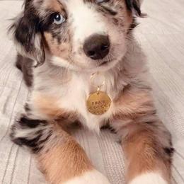 Australian Shepherds from Flying R Aussie Ranch