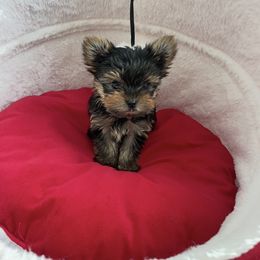 Boy 2 - Black and gold male Yorkshire Terrier puppy in Bonney Lake, Washington from Yorkies Boutique