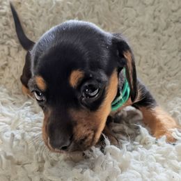 Lana - Black and tan female Dachshund puppy in Blanchard, Oklahoma from Dusty Road Doxies