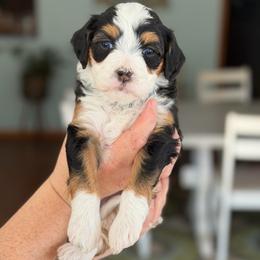 Aurora - Tri-color female Bernedoodle puppy in Henry, Illinois from Rowe Farms Doodles