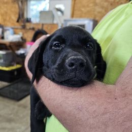 Geezer (Grey Collar) - Black male Labrador Retriever puppy in Boyd, Minnesota from Lindley Labradors