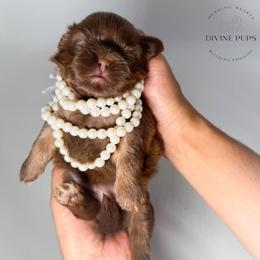 Fara - Liver female Shih Tzu puppy in League City, Texas from Divine Pups
