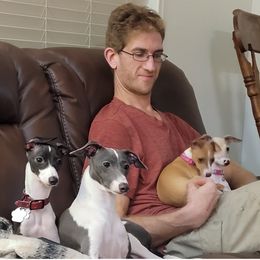 Italian Greyhound Puppies from Ruscelli Italian Greyhounds