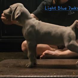 Lt. BLUE Collar - Silver gray male Weimaraner puppy in Indiana from So-IN Weimaraner's