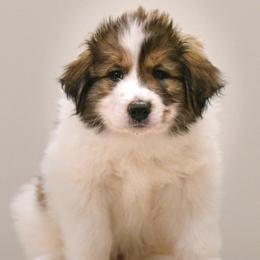 Monroe od Dinare - White male Tornjak puppy in Raleigh, North Carolina from Tornjak Kennel "Od Dinare"