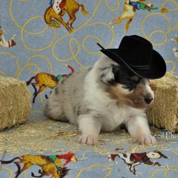 Australian Shepherd Puppies from Dovehawk Australian Shepherds