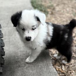 Miniature Australian Shepherd Puppies from Peace Creek Aussies