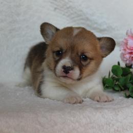 Sassy - Red female Pembroke Welsh Corgi puppy in North Manchester, Indiana from Covered Bridge Corgis