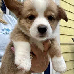 Purple collar - White and red female Pembroke Welsh Corgi puppy in Apopka, Florida from Connie’s Corgies