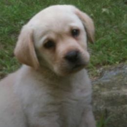 French Bulldogs and Labrador Retrievers from Legacy Labradors