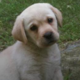 French Bulldogs and Labrador Retrievers from Legacy Labradors