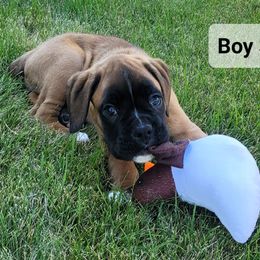 Boy 3 - Fawn male Boxer puppy in Cheney, Washington from Royal Dream Boxers
