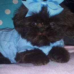 Shih Tzu Puppies from Gems Shih Tzu
