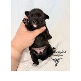 Yorkshire Terrier Puppies from Hummingbird Farm & Gardens