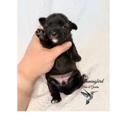 Yorkshire Terrier Puppies from Hummingbird Farm & Gardens