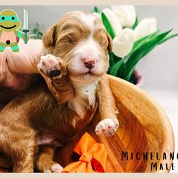 Michelangelo - Red  male Goldendoodle puppy in Hilton, New York from The House of Goldendoodle