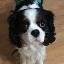 Cavalier King Charles Spaniels from Carol’s Cavaliers