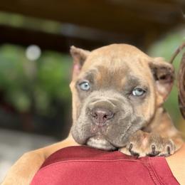 Atlas - Gray brindle male Cane Corso puppy in Sandia, Texas from OneTime Cane Corso
