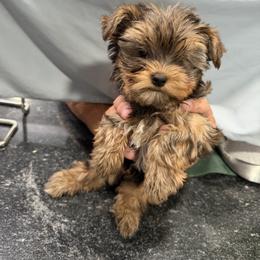 Yorkshire Terrier Puppies from Eileen’s Yorkies of Havasu
