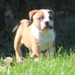 Male 1-Diesel - White and red male American Bulldog puppy in Xenia, Ohio from Bingham's Bulldogs LLC