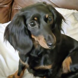 Allie - Dachshund