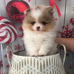 Mozart - Chocolate merle male Pomeranian puppy in Douglas, Massachusetts from Country Oak Poms LLC