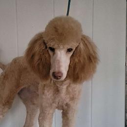 Poodles from McIntosh Standard's
