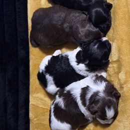 Oreo - Black and white female Shihpoo puppy in South Carolina from Dws_kennelservices