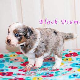 Black Diamond - Blue merle female Aussiedoodle puppy in Kennesaw, Georgia from Distinctive Doodle