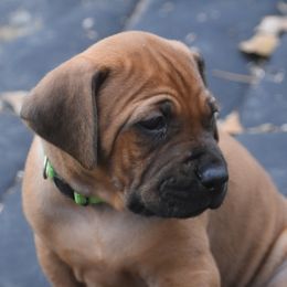 Mr. Neon green - Rhodesian Ridgeback puppy from Karamojo Ridgebacks, Quality over Quantity