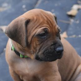 Mr. Neon green - Rhodesian Ridgeback puppy from Karamojo Ridgebacks, Quality over Quantity