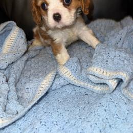 Mikie - Tri-color male Cavalier King Charles Spaniel puppy in Athens, Georgia from Sandy Cross Kennels
