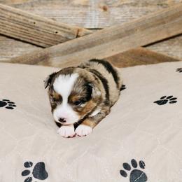 Miniature Australian Shepherd Puppies from Broken T Australian Shepherds