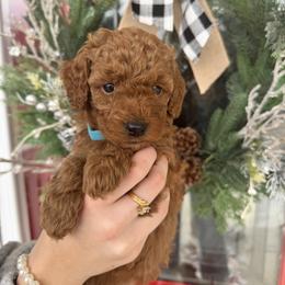 Teal girl - Red  female Goldendoodle puppy in Alamance County, North Carolina from Doodle Squad Puppies