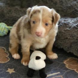 Gilligan - Red tri male Miniature Australian Shepherd puppy in Boring, Oregon from Tails and No Tails Salty Aussie Farms