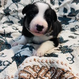 Gold - Tri-color male Border Collie puppy in Keller, Texas from Bordercollieblues