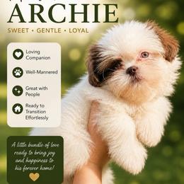 Archie - Brindle and white male Shih Tzu puppy in Chattanooga, Tennessee from Joy-Fur Puppies