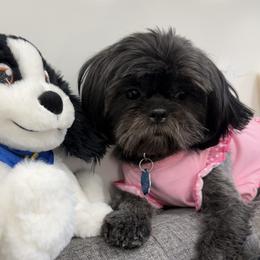 Gretel - Black female Shih Tzu puppy in Marshfield, Missouri from Hillside Loop Kennel LLC