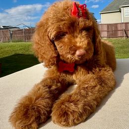 Remmi - Apricot female Goldendoodle puppy in Spring Lake, North Carolina from Pawriffic Pups