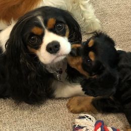 Cavalier King Charles Spaniels from NJ Cavalier King Charles Breeder